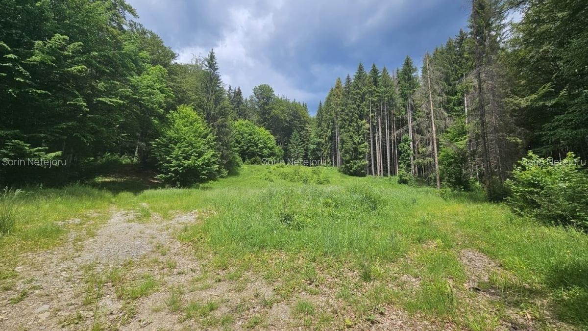 Teren Construcții intravilan de 7546 mp, în Valea Doftanei - 6