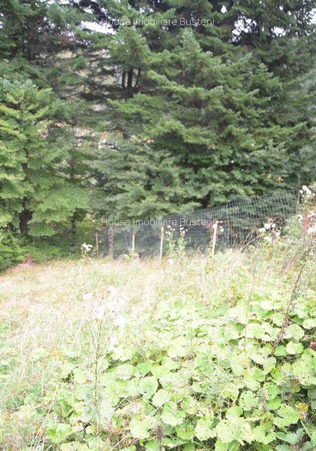 Busteni-Teren cu panorama superba de vanzare - 6