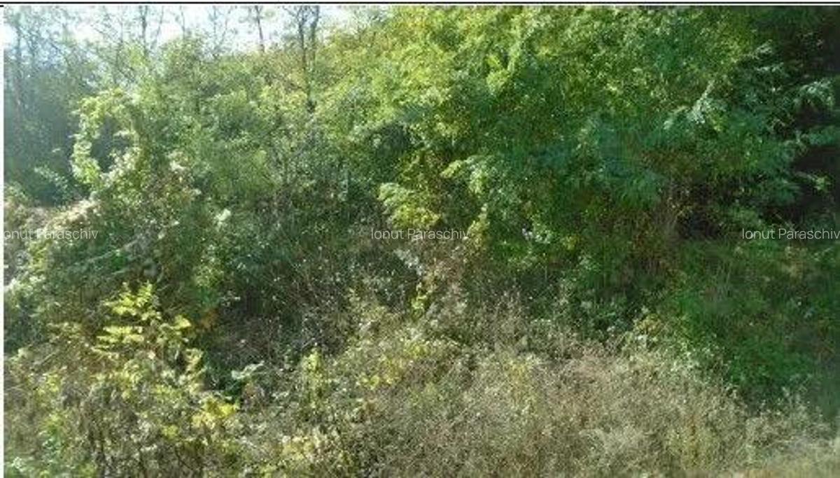 Teren extravilan Tamboesti ; ID: R2832805 - 6