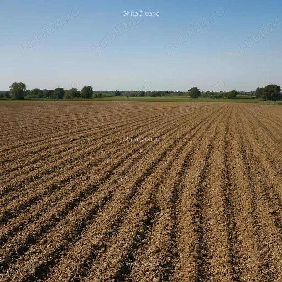 Preiau teren in arenda, 400-450 euro, Giarmata, Pischia + imprejurimi - 1