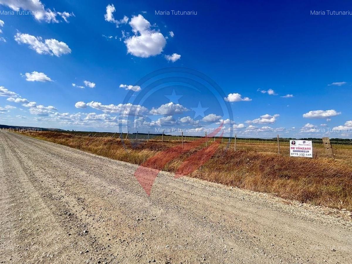 Teren 30.500 mp de vanzare in Livezi, Dolj - 2
