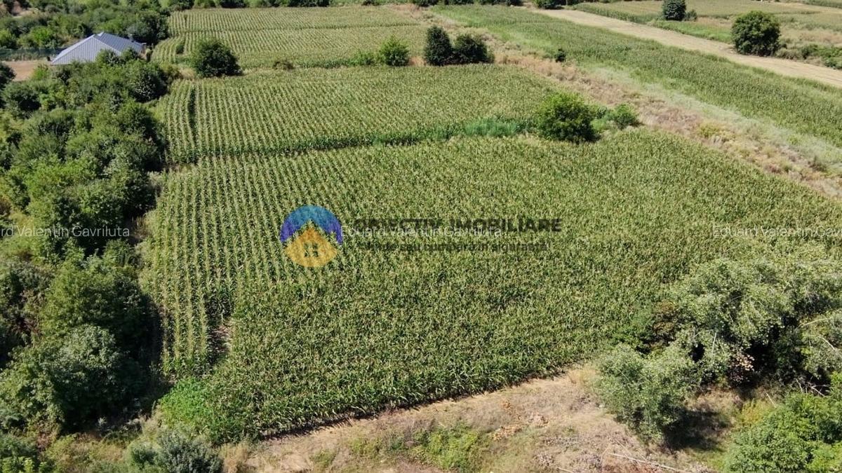 Teren intravilan 3866 mp Dumbrava Rosie - 10