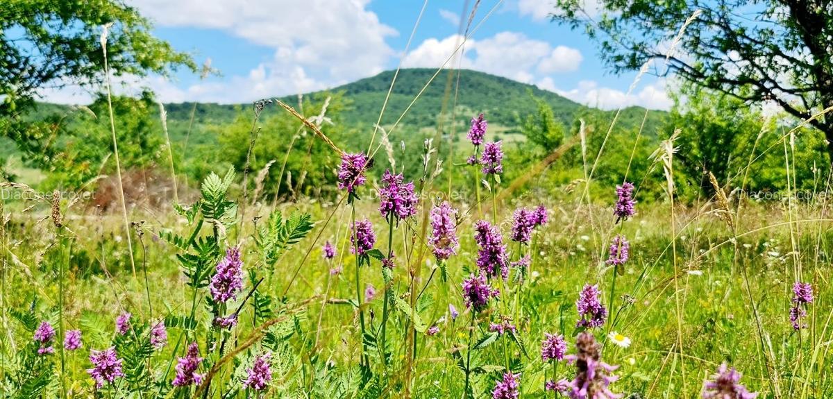 Teren 15 ari cu verdeata si panorama superba Str Paltinului Bistrita - 2