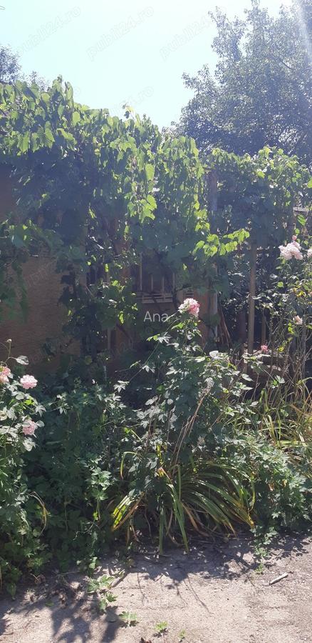 Vand casa in comuna Suplacul de Barcau, Bihor - 5