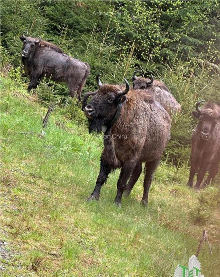 SUPER OPORTUNITATE, DE VANZARE O PROPRIETATE SPECIALA, MUNTE - 3