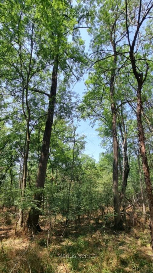 Vnd teren forestier - padure 300 ha - 3
