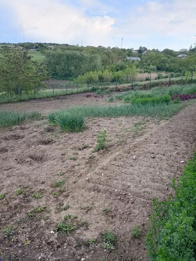 Vand casa in Barsanesti, judetul Botosani, teren 3868 mp - 10