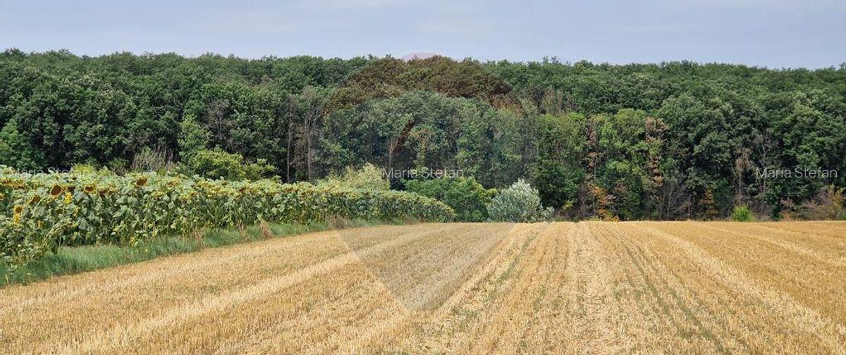 DE VANZARE Teren agricol 4500mp Moara Vlasiei - 3