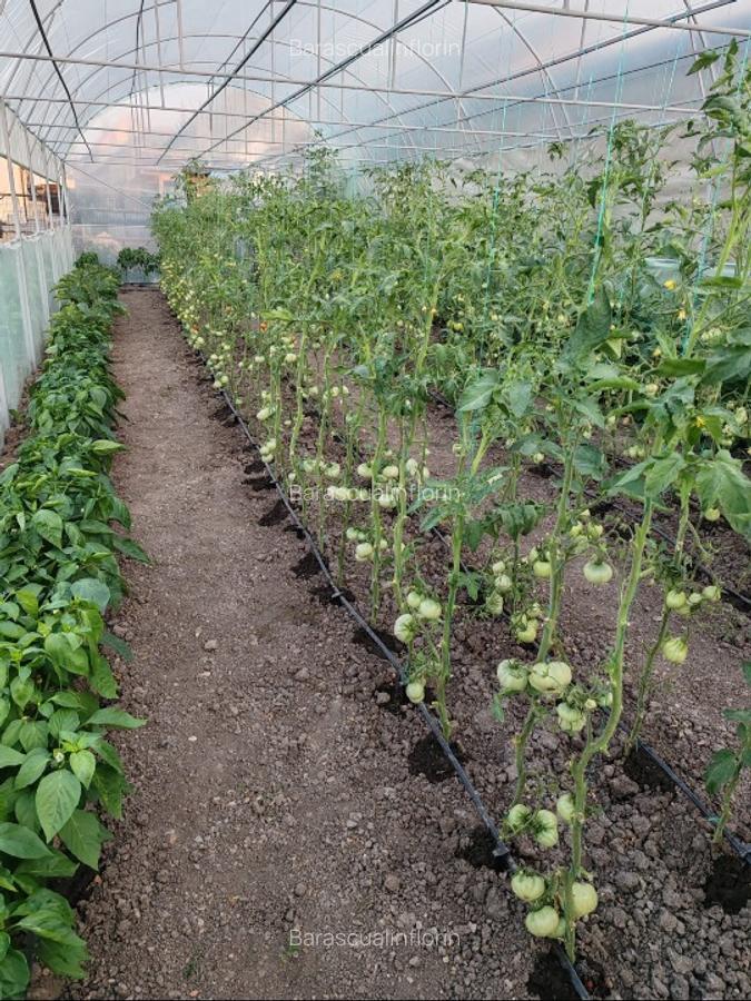 Gospodarie saseasca, cu 3200mp teren - 4