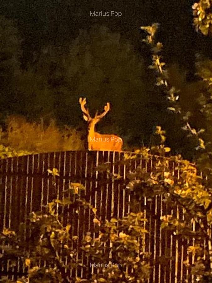 FILM &3D!! Arta si design in incantarea naturii, oportunitate rezidential/ turis - 32