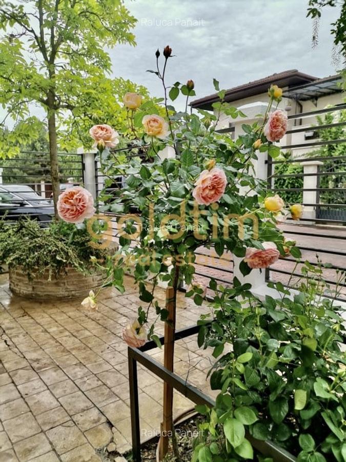 IANCU NICOLAE/ GRADINA SUPERBA/LOCURI DE PARCARE/SPATII GENEROASE - 51