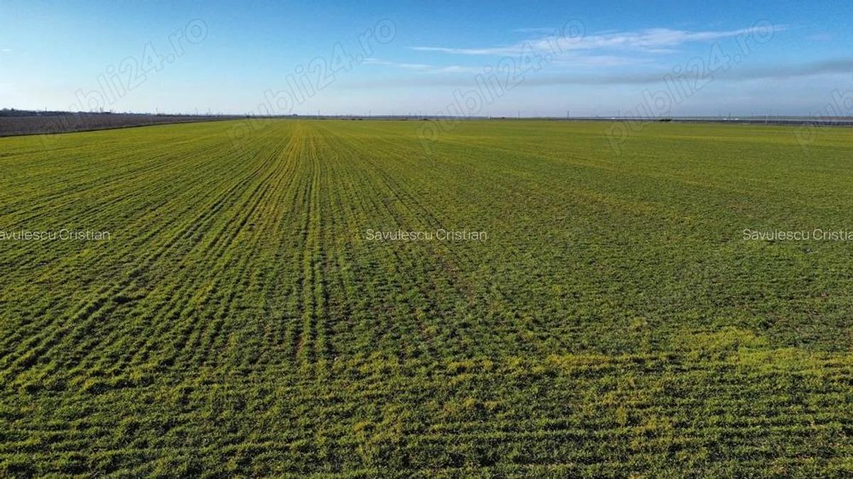 Vanzare teren. Oportunitate investitie, Jud.Giurgiu, Valter Maracineanu - 5