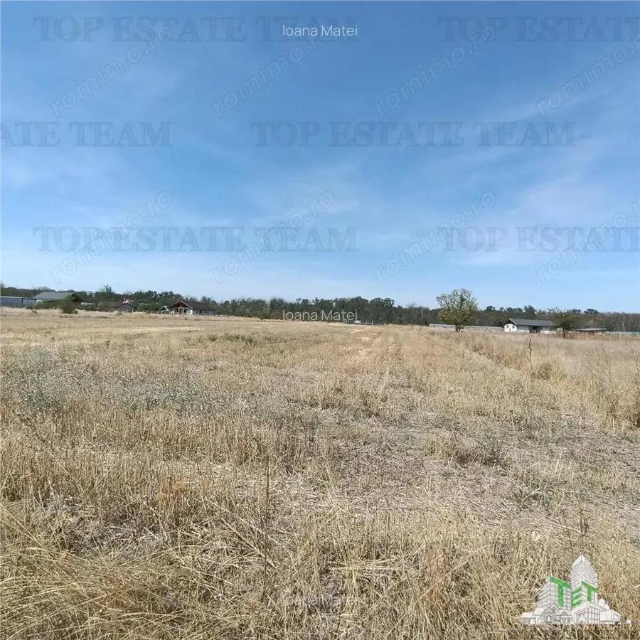 Teren intravila de vanzare Pruni Magurele - 2