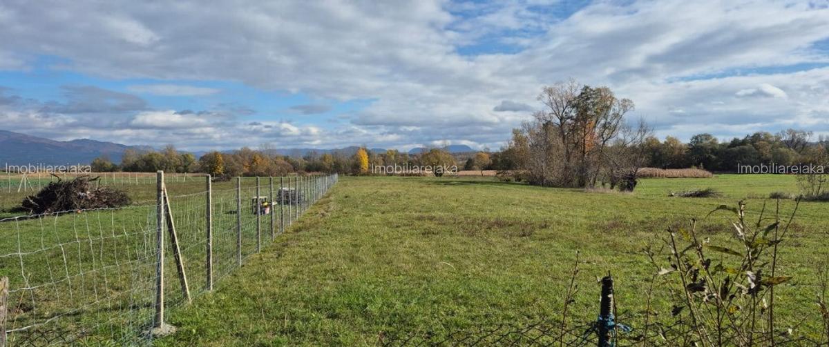 Chechis, 27 ari teren intrav. - 1