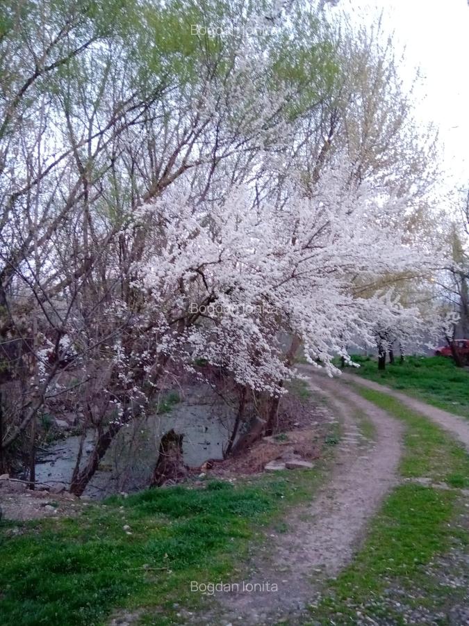 Casă cu 5 camere în Giulești - 2