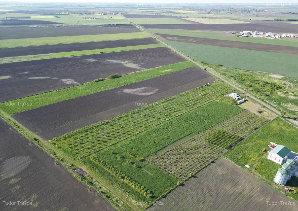 Livada de nuci ?i pruni 2.4ha in Varia?ul Mare - 11