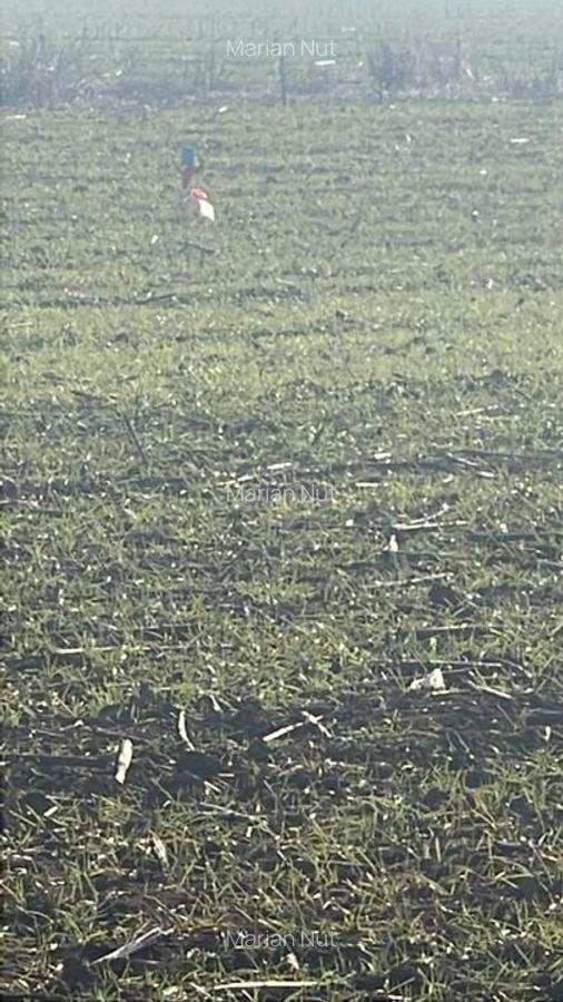 Vânzare Teren Intravilan - 1