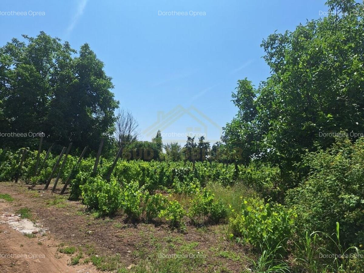 TEREN INTRAVILAN-500 MP-PASARELA POPESTI VEST - 2