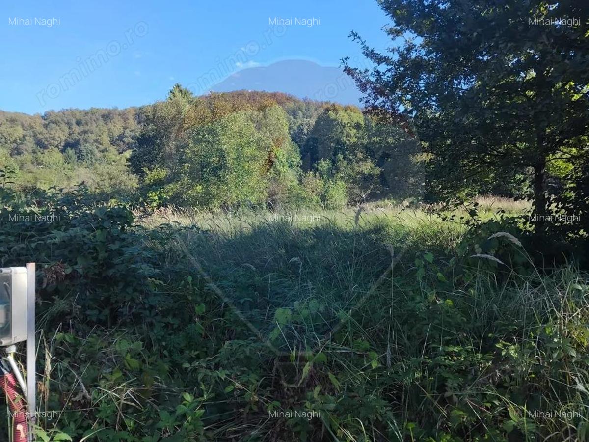 Teren 1,552mp Cicarlau - 3