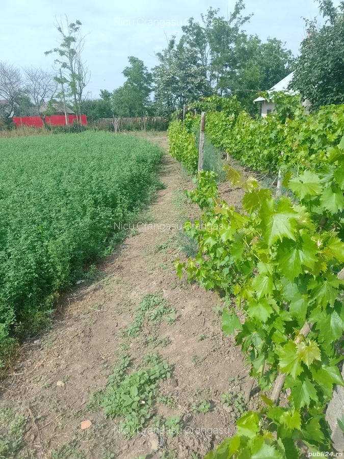 Vand casa in Amara judetul Buzau - 2