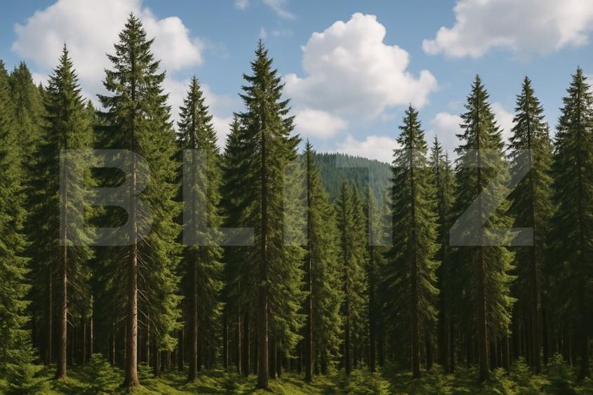 Teren extravilande de vânzare, pădure, 10.000 mp, in Vatra Dornei - 1