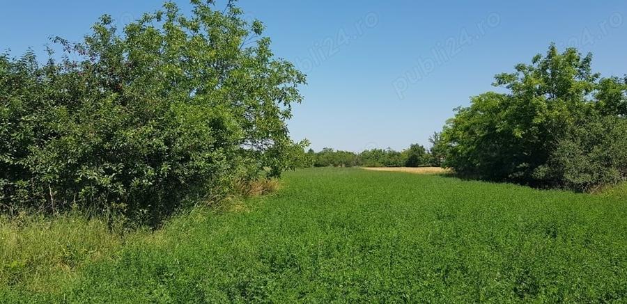 Teren de 8300 mp, în Turnu