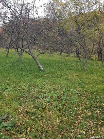 Teren de 3560 mp, în Mușătești
