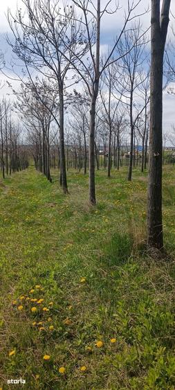 Teren de 11400 mp, în Ciprian Porumbescu
