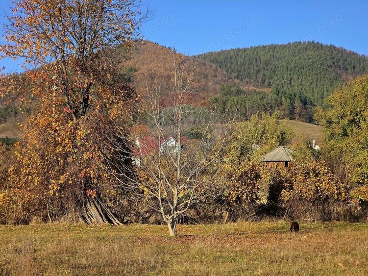 Teren de 6874 mp, în Alexandru cel Bun