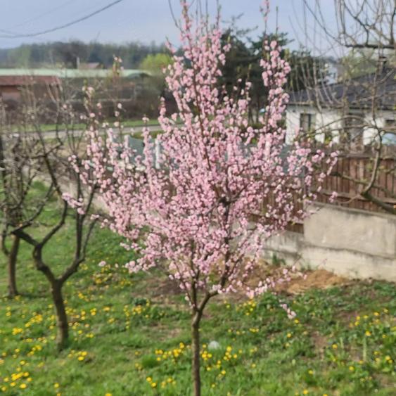 Casă cu 3 camere în Central