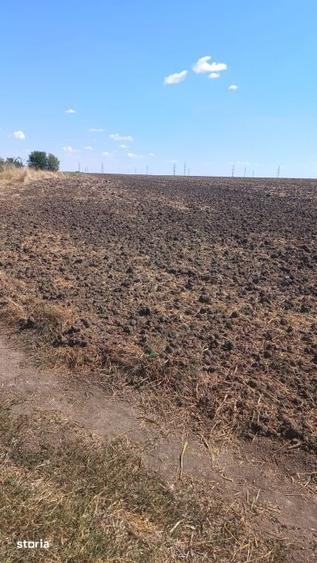 Teren de 10000 mp, în Mischii