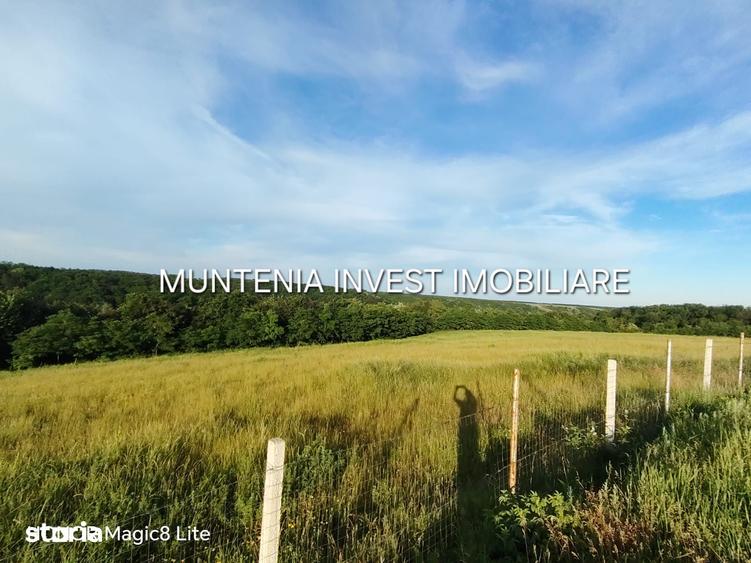 Teren de 935 mp, în Moșoaia