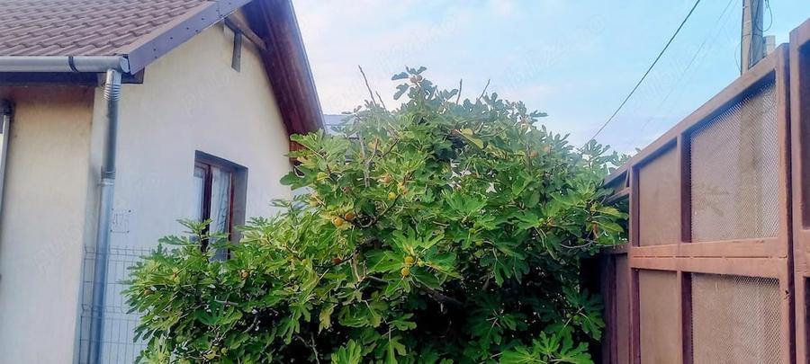 Casă cu Teren 308 Mp în Central
