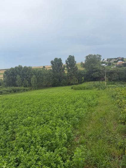 Casă cu 2 camere cu Teren 2100 Mp în Bălcăuți