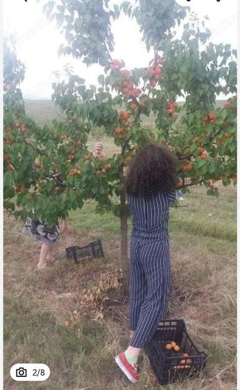 Teren de 80000 mp, în Sântimbru
