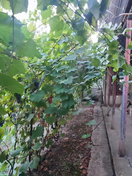 Casă cu 3 camere cu Teren 840 Mp în Daia