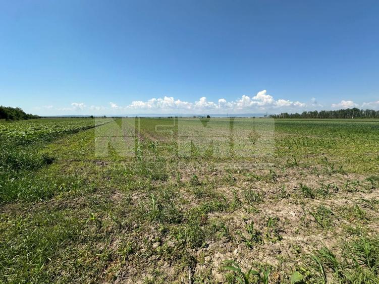 Teren agricol extravilan de 5300 mp, în Frătăuții Vechi