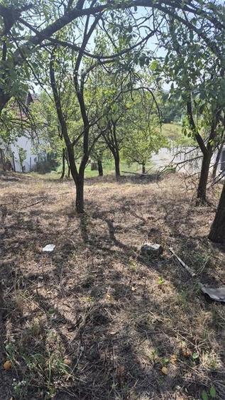 Teren Construcții intravilan de 3600 mp, în Podgoria