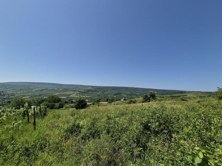 Teren intravilan Tomesti-Goruni - 3