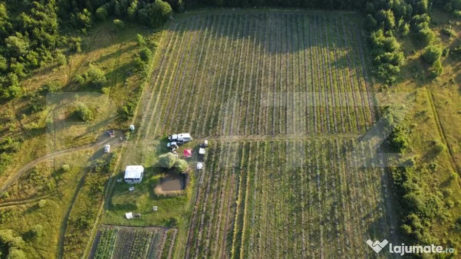 Afacere la Cheie: Planta?ie Afine 1.93 Ha Profit Ga - Bistrita (Bistrita-Nasaud) - 2