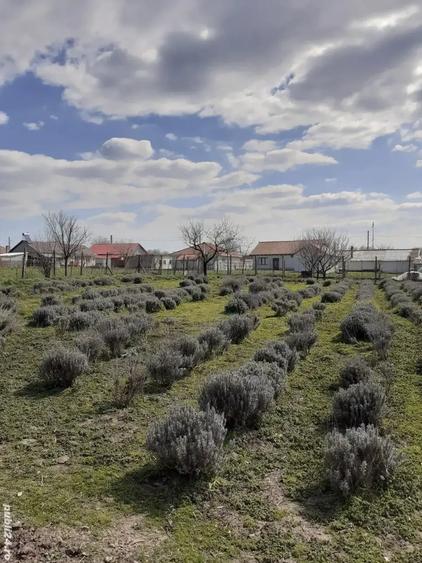 Teren în Valea Dacilor
