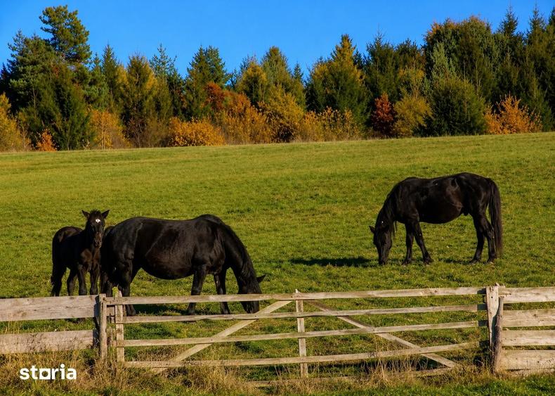 Teren de 1000 mp, în Central