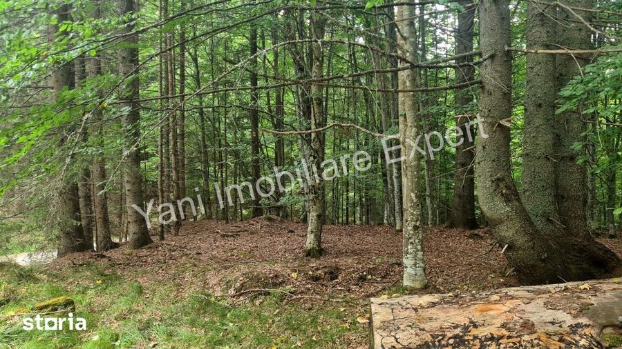 Teren de vanzare pe Transfagara?an, zona Molivi?u ( 69.450 mp ) - 5
