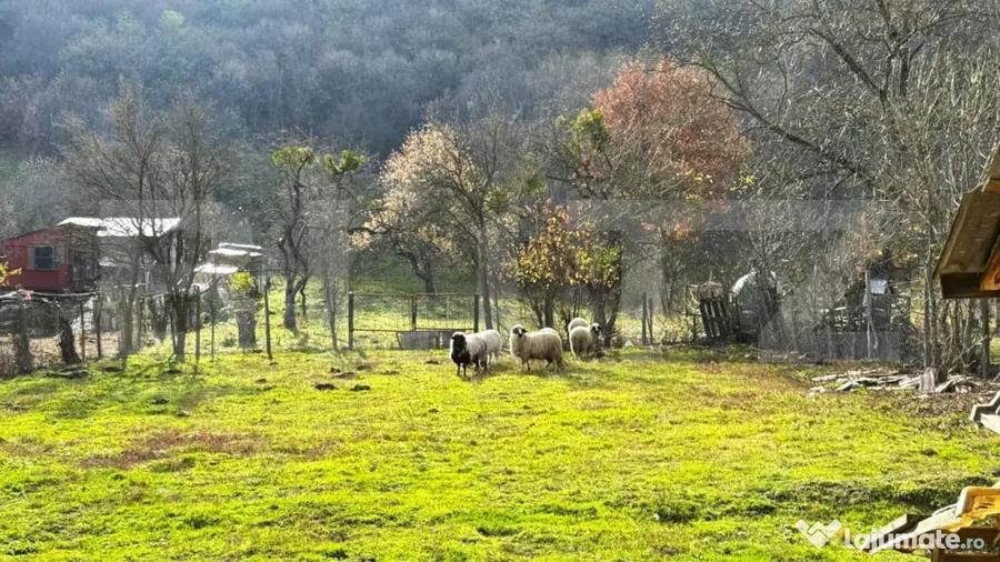 Casă cu 5 camere cu Teren 1900 Mp în Arcalia
