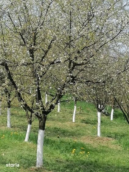 Casă cu 2 camere cu Teren 3200 Mp în Recea-Cristur