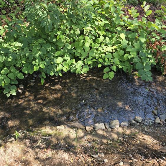 Casă cu 4 camere în Valea Borcutului