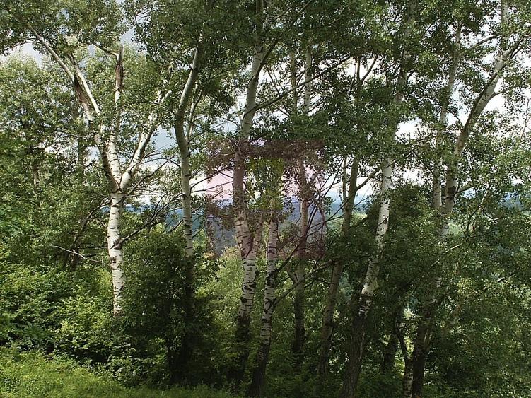 Teren agricol intravilan de 3092 mp, în Telega