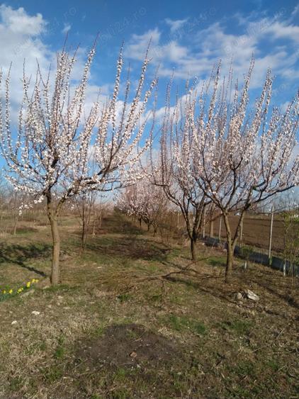 Teren în Gheorghe Lazăr