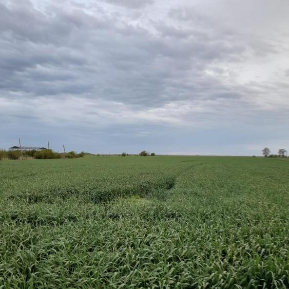 Teren agricol intravilan de 5 mp, în Ciuperceni (Cosmești)