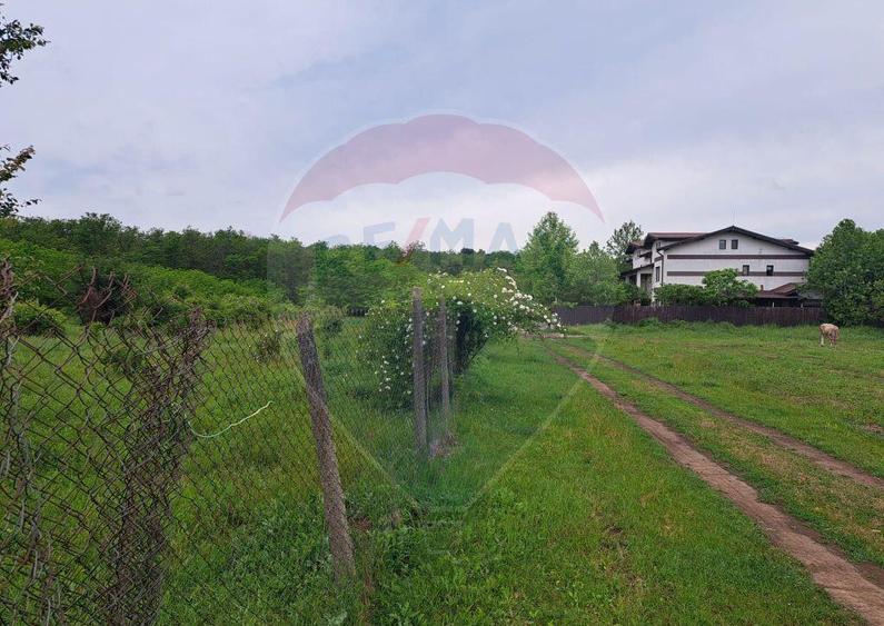 Teren Silistea Snagovului 500 mp apropiere padure - 5